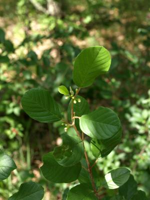 Frangula alnus (Glossy Buckthorn), bud, flower