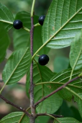 Frangula alnus (Glossy Buckthorn), fruit, mature