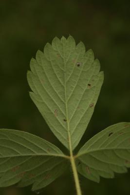 Fragaria virginiana (Wild Strawberry), leaf, lower surface