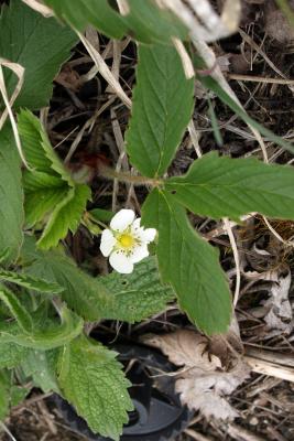 Fragaria virginiana (Wild Strawberry), flower, full