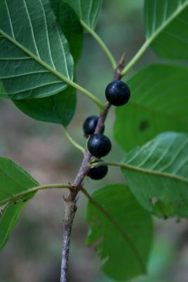 Frangula alnus (Glossy Buckthorn), fruit, mature