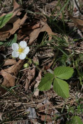 Fragaria virginiana (Wild Strawberry), habit, spring