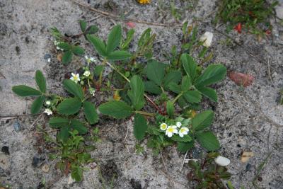 Fragaria virginiana (Wild Strawberry), habit, spring