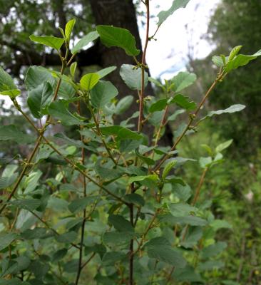 Frangula alnus (Glossy Buckthorn), habit, summer