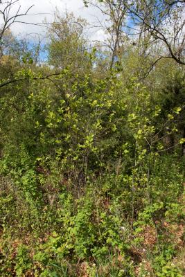 Frangula alnus (Glossy Buckthorn), habit, spring
