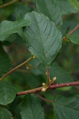 Frangula alnus (Glossy Buckthorn), bud, flower