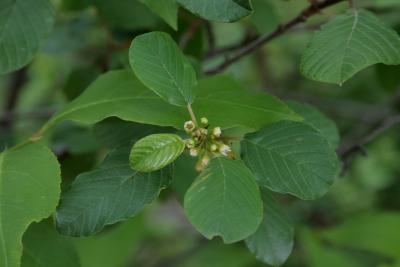 Frangula alnus (Glossy Buckthorn), flower, full