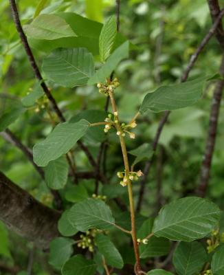 Frangula alnus (Glossy Buckthorn), inflorescence