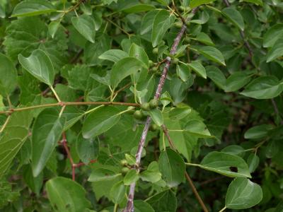 Frangula alnus (Glossy Buckthorn), infructescence