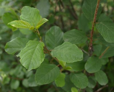Frangula alnus (Glossy Buckthorn), leaf, summer