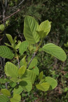 Frangula alnus (Glossy Buckthorn), leaf, spring