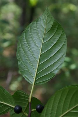 Frangula alnus (Glossy Buckthorn), leaf, lower surface