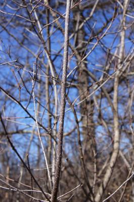 Frangula alnus (Glossy Buckthorn), bark, twig