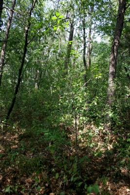 Frangula alnus (Glossy Buckthorn), habit, summer