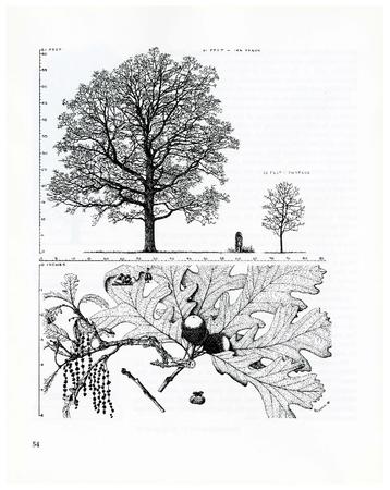 Bur Oak, Quercus macrocarpa: Beech Family (Fagaceae)