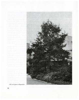 Hill’s Oak (Quercus ellipsoidalis)