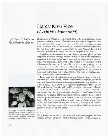 Hardy Kiwi Vine (Actinidia kolomikta)