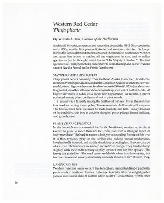 Western Red Cedar: Thuja plicata