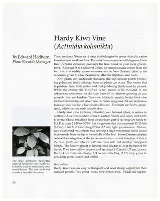 Hardy Kiwi Vine (Actinidia kolomikta)