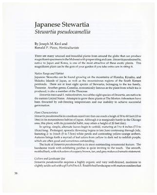Japanese Stewartia, Stewartia pseudocamellia
