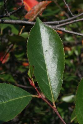 Aronia melanocarpa (Black Chokeberry), leaf, lower surface
