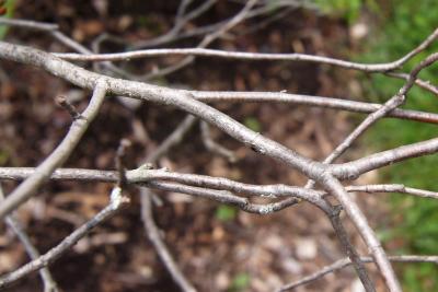 Aronia melanocarpa (Black Chokeberry), bark, twig