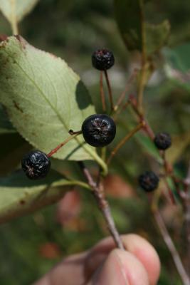 Aronia melanocarpa (Black Chokeberry), fruit, mature