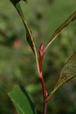 Aronia melanocarpa (Black Chokeberry), bud, terminal