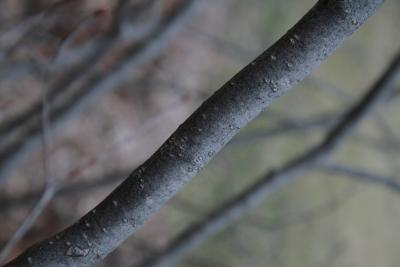 Aronia melanocarpa (Black Chokeberry), bark, mature