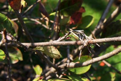 Aronia ×prunifolia 'Viking' (Viking Black Chokeberry), bark, branch