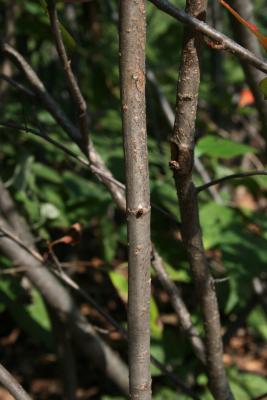 Aronia melanocarpa (Black Chokeberry), bark, branch