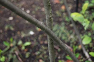 Aronia melanocarpa 'Morton' (IROQUOIS BEAUTY) (IROQUOIS BEAUTY ™ Black Chokeberry), bark, branch