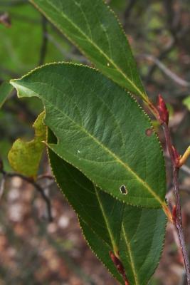 Aronia melanocarpa (Black Chokeberry), leaf, lower surface