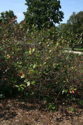 Aronia melanocarpa (Black Chokeberry), habit, summer