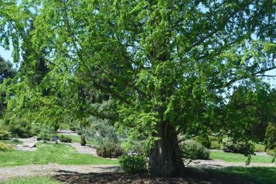 Dawn-redwood (Metasequoia glyptostroboides)