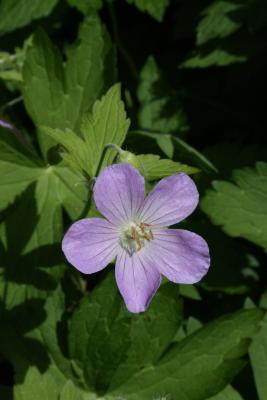 Geranium maculatum (Wild Geranium), flower, full