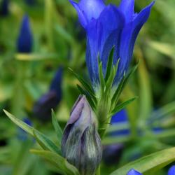 Gentiana 'True Blue' PP 20433 (True Blue Gentian, PP20433), flower, side