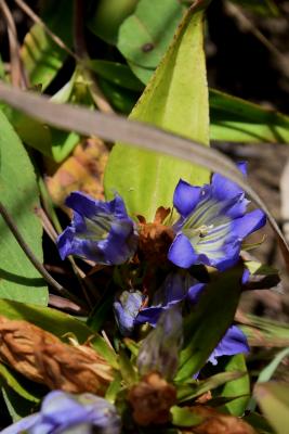 Gentiana puberulenta (Prairie Gentian), flower, full