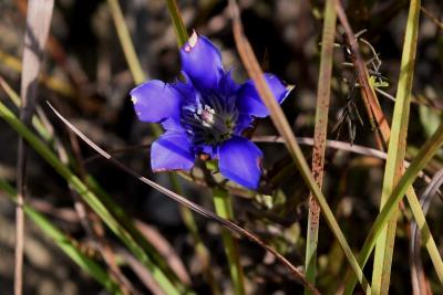 Gentiana puberulenta (Prairie Gentian), flower, full
