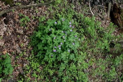 Geranium maculatum (Wild Geranium), habit, spring
