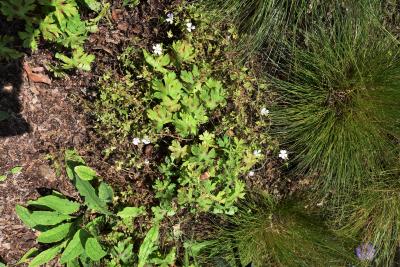 Geranium ×oxonianum 'Katherine Adele' (Katherine Adele Oxford Geranium), habit, summer