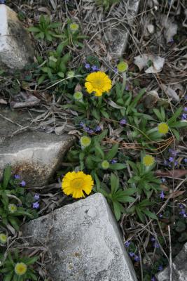 Tetraneuris herbacea (Lakeside Daisy), habit, spring