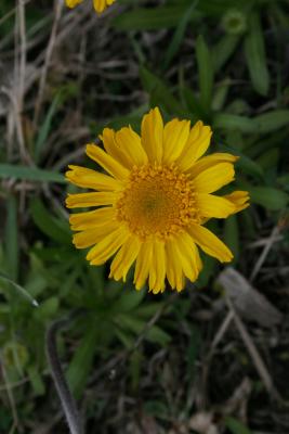 Tetraneuris herbacea (Lakeside Daisy), flower, full