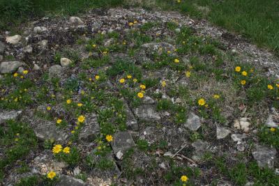 Tetraneuris herbacea (Lakeside Daisy), habit, spring