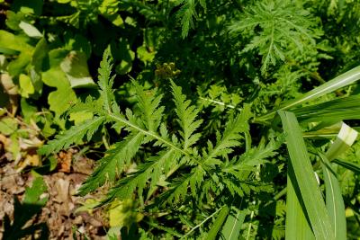 Tanacetum vulgare (Tansy), leaf, summer