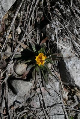 Tetraneuris herbacea (Lakeside Daisy), habit, spring, flower, throat