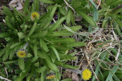 Tetraneuris herbacea (Lakeside Daisy), leaf, spring