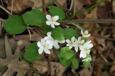 Thalictrum thalictroides (Rue Anemone), inflorescence