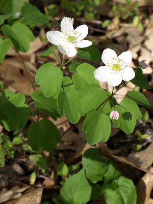 Thalictrum thalictroides (Rue Anemone), habit, spring, flower, full