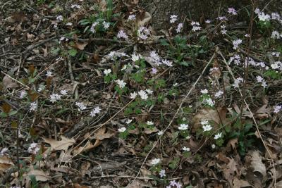 Thalictrum thalictroides (Rue Anemone), habit, spring